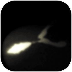 细菌边缘官方正版