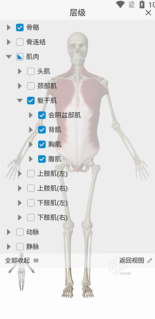 维萨里3d解剖官方版