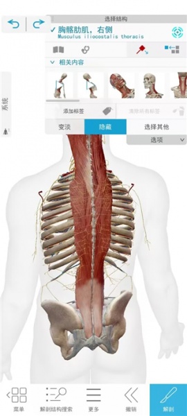 2026人体解剖学图谱app