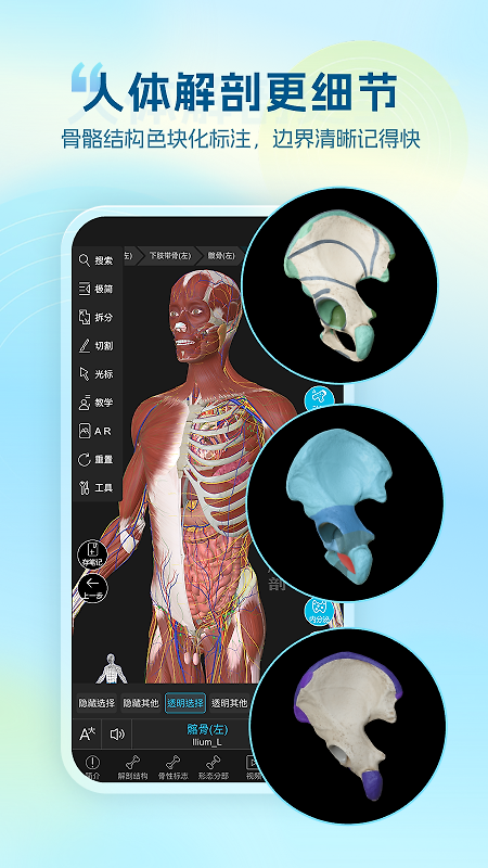 维萨里3d解剖官方版