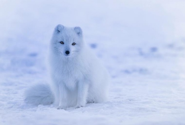 都是千年的狐狸玩什么聊斋什么意思